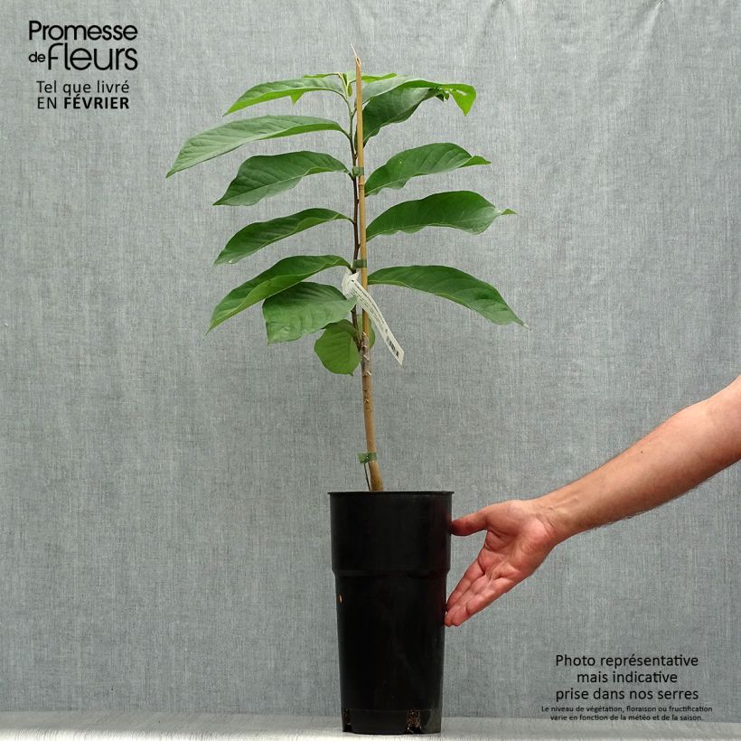 Esemplare di Asimina triloba Prima 1216 - Asimina Vaso da 4L/5L come consegnato in autunno