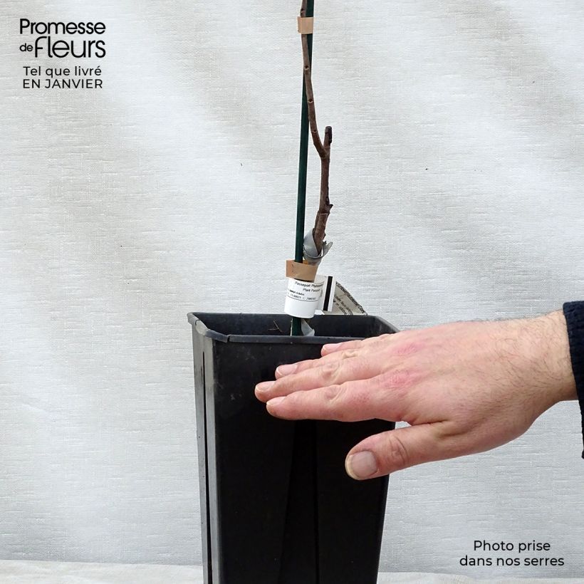 Asimina triloba Sunflower - Asimina Vaso da 2L/3L esemplare consegnato in inverno