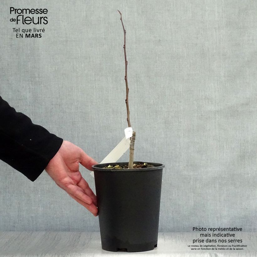 Asimina triloba Sunflower - Asimina Vaso da 2L/3L esemplare consegnato in primavera