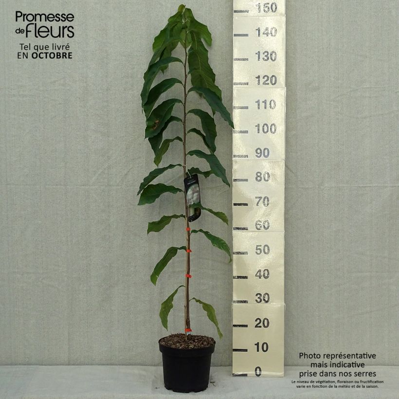 Esemplare di Asimina triloba Sunflower - Asimina Vaso da 4L/5L come consegnato in autunno
