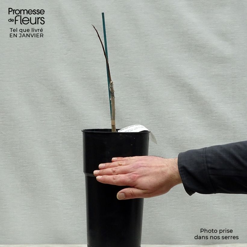 Asimina triloba Sunflower - Asimina Vaso da 4L/5L esemplare consegnato in inverno