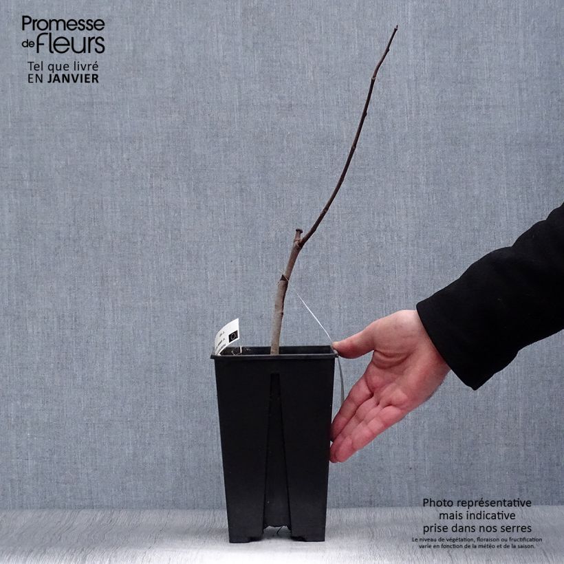 Asimina triloba Overlese - Asimina Vaso da 3L/4L esemplare consegnato in inverno