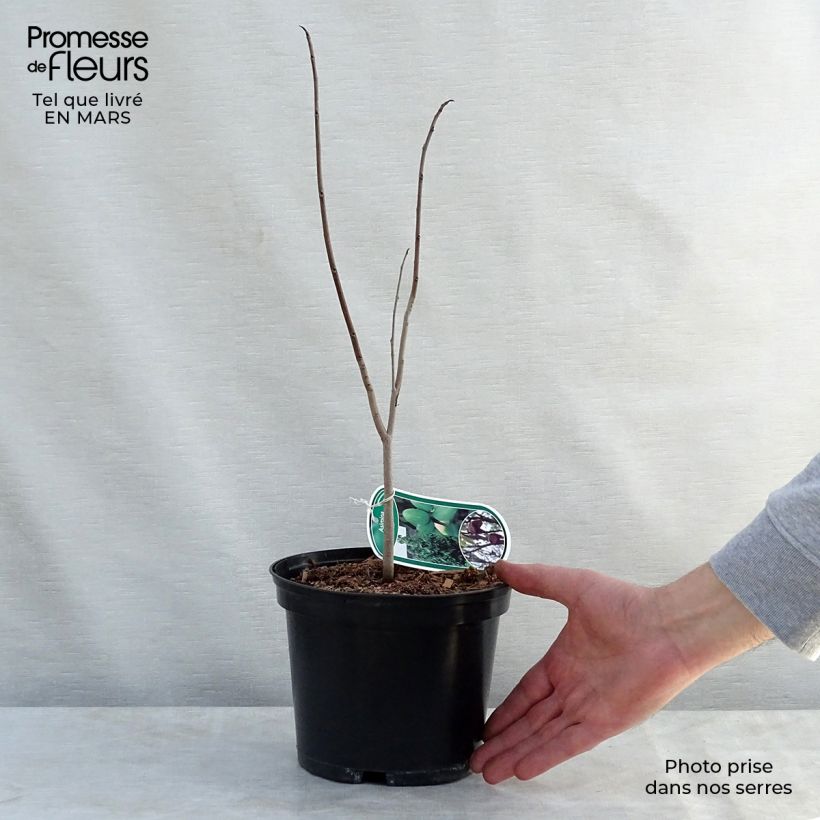 Asimina triloba - Asimina Vaso da 2L/3L esemplare consegnato in primavera