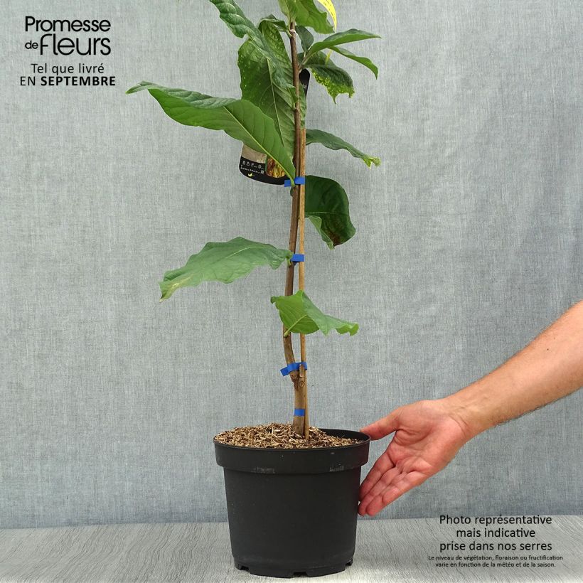 Esemplare di Asimina triloba Susquehanna Peterson Pawpaws - Asimina Vaso da 3L/4L come consegnato in autunno