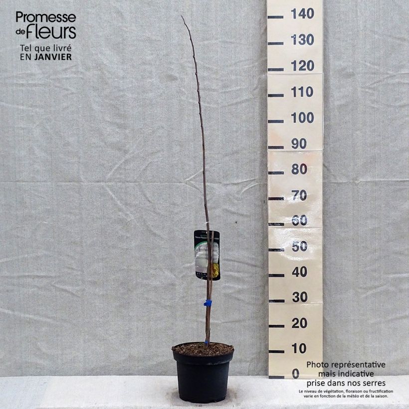 Asimina triloba Allegheny - Asimina Vaso da 3L/4L esemplare consegnato in inverno