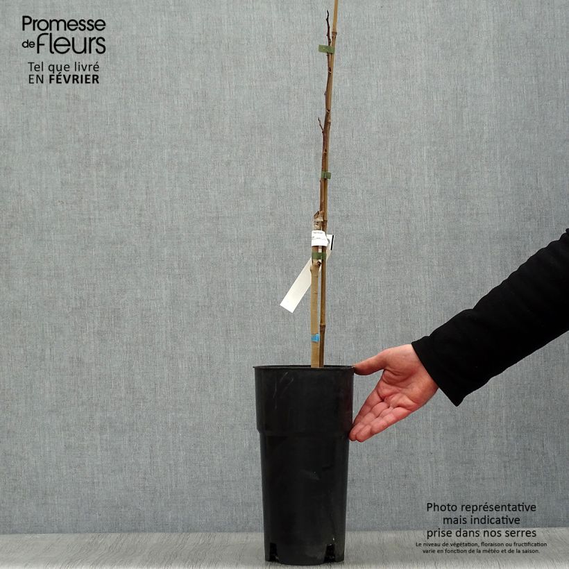 Asimina triloba Shenandoah - Asimina Vaso da 3L/4L esemplare consegnato in inverno