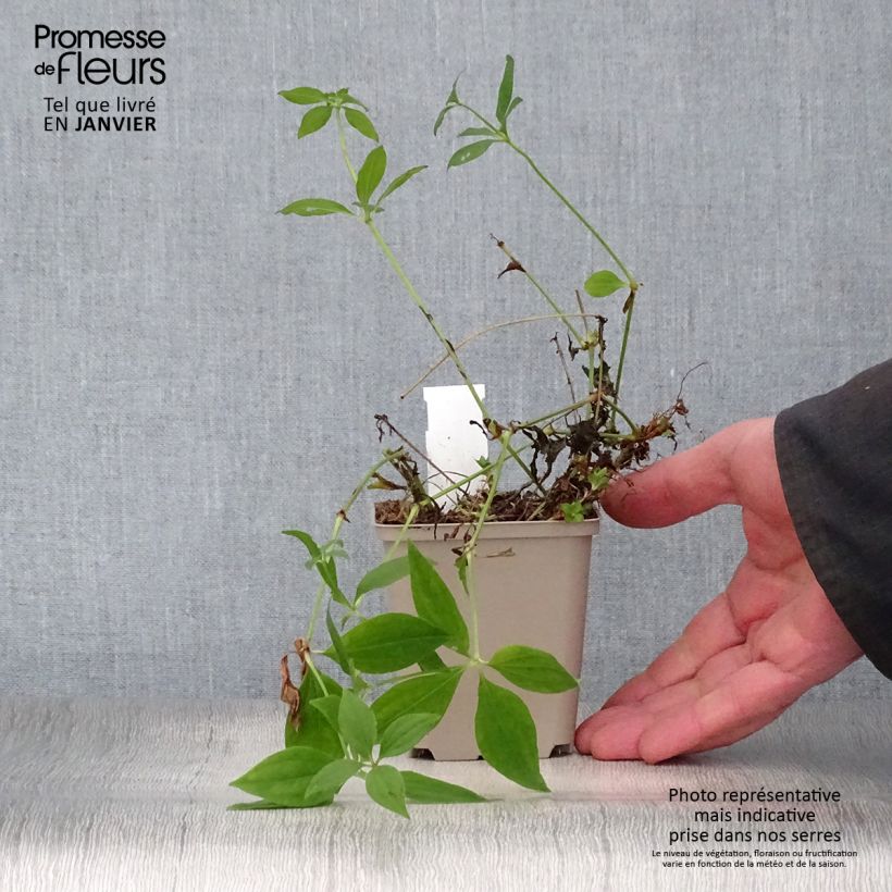 Asperula taurina - Stellina cruciata Vasetto da 8/9 cm esemplare consegnato in inverno