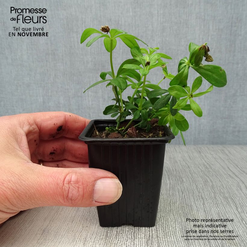 Esemplare di Galium odoratum - Asperula Vasetto da 7/8 cm come consegnato in autunno