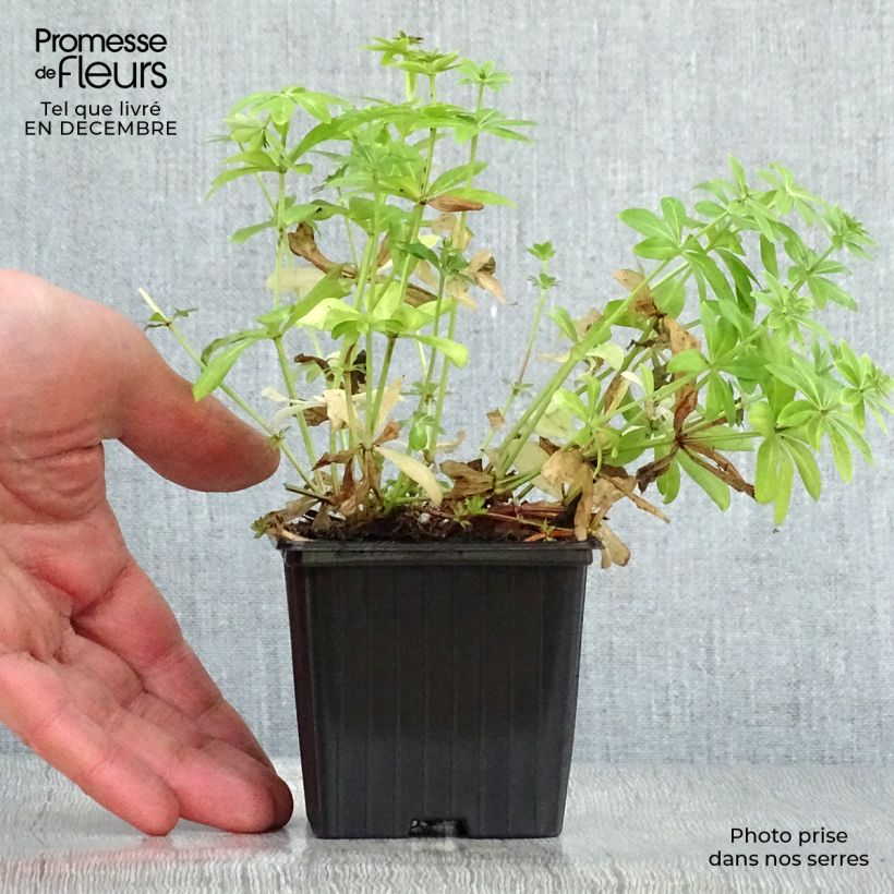 Galium odoratum - Asperula Vasetto da 7/8 cm esemplare consegnato in inverno