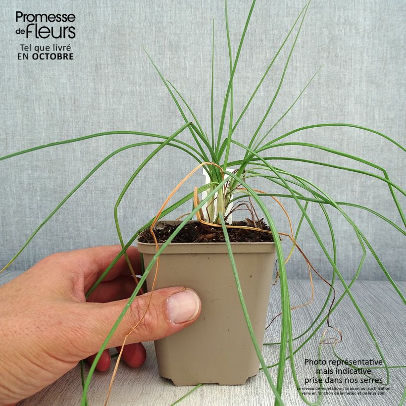 Esemplare di Asphodeline liburnica - Asfodelo della Liburnia Vasetto da 8/9 cm come consegnato in autunno