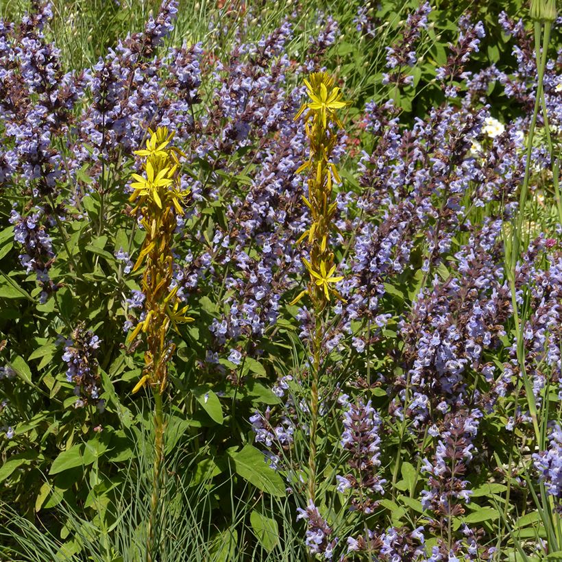 Asphodeline liburnica - Asfodelo della Liburnia (Porto)