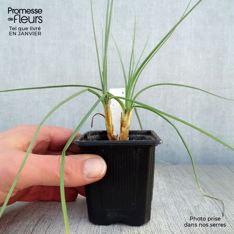 Asphodeline lutea - Asfodelo giallo Vasetto da 7/8 cm esemplare consegnato in inverno