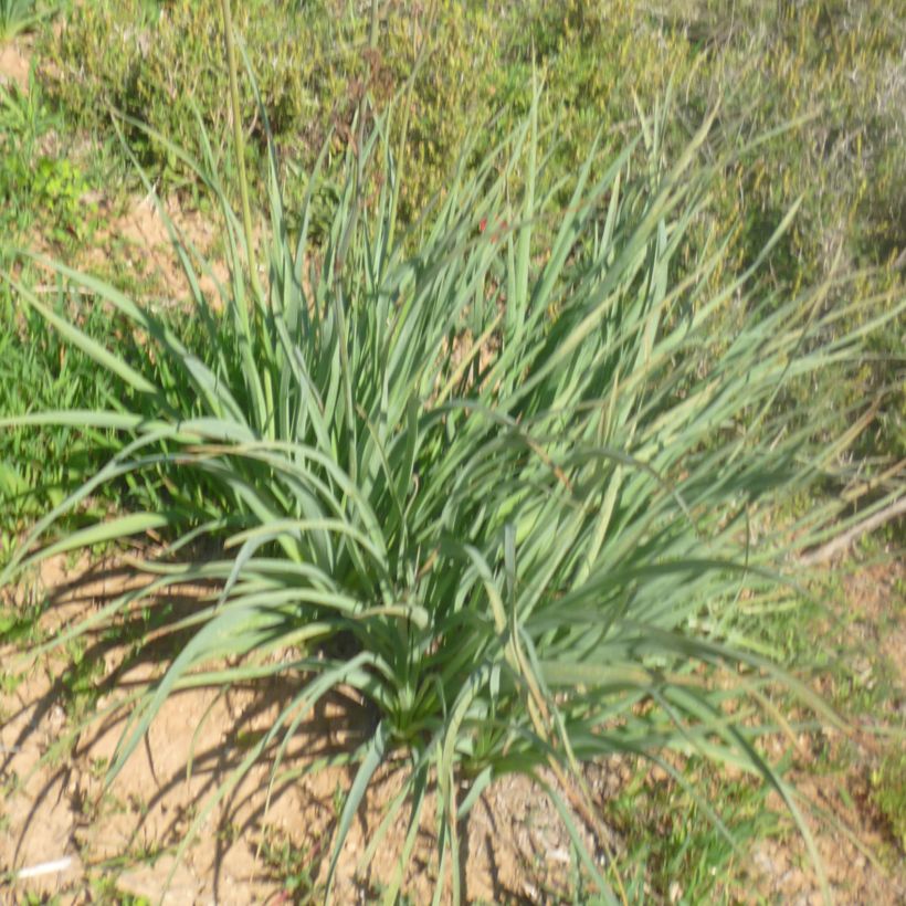 Asphodelus ramosus - Asfodelo mediterraneo (Fogliame)