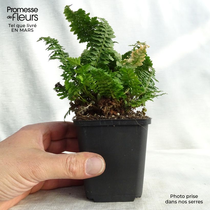 Polystichum setiferum Congestum - Felce setifera Vasetto da 8/9 cm esemplare consegnato in inverno