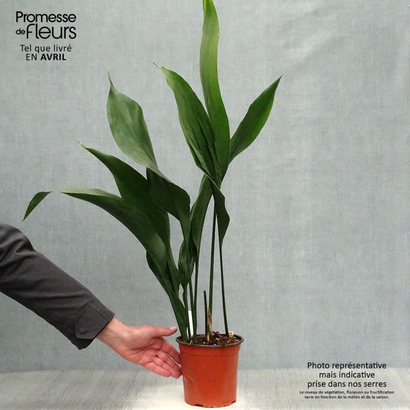 Aspidistra elatior - Pianta di piombo Vaso da 2L/3L esemplare consegnato in inverno