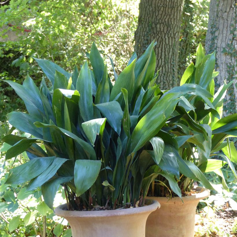 Aspidistra elatior - Pianta di piombo (Porto)