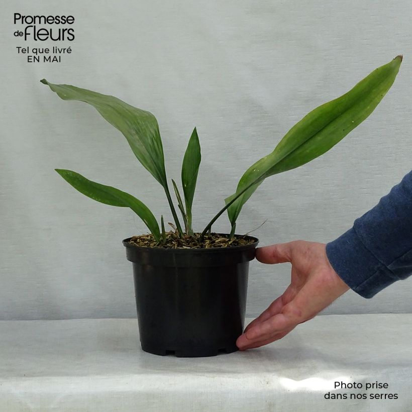 Aspidistra elatior - Pianta di piombo Vaso da 2L/3L esemplare consegnato in primavera