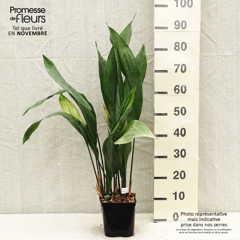 Esemplare di Aspidistra elatior Zebra - Pianta di piombo Vaso da 2L/3L come consegnato in autunno