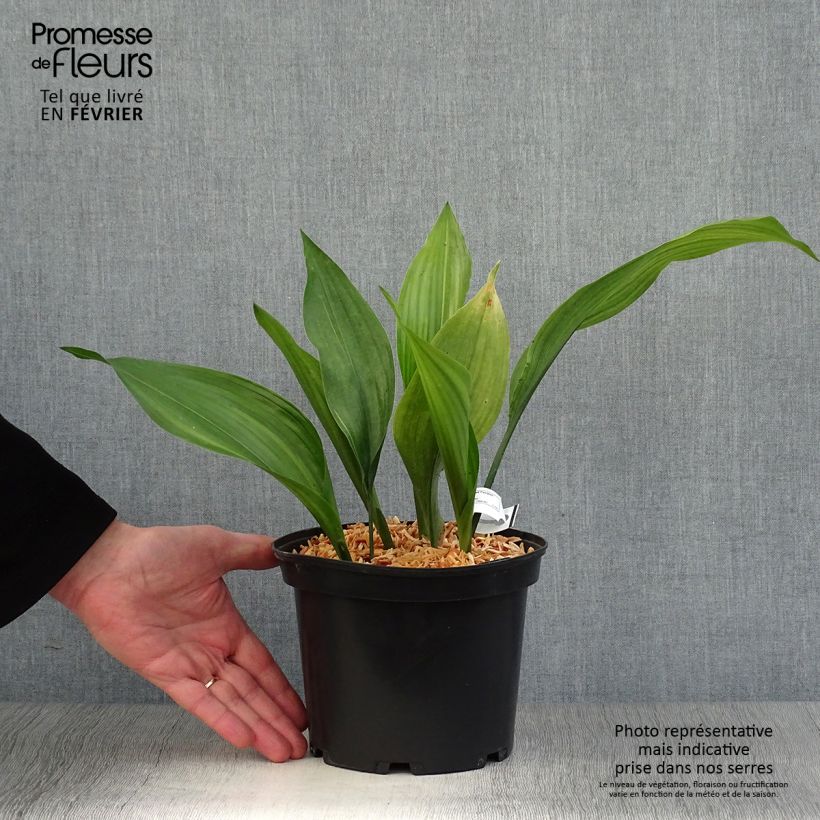 Aspidistra elatior Zebra - Pianta di piombo Vaso da 2L/3L esemplare consegnato in inverno