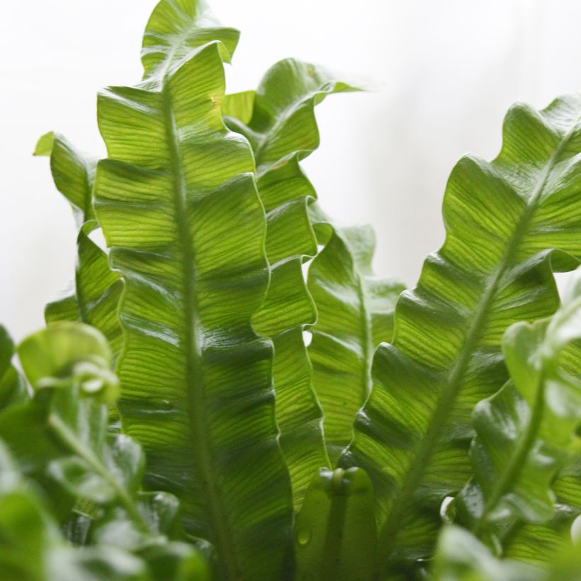 Asplenium nidus Crispy Wave - Felce (Fogliame)