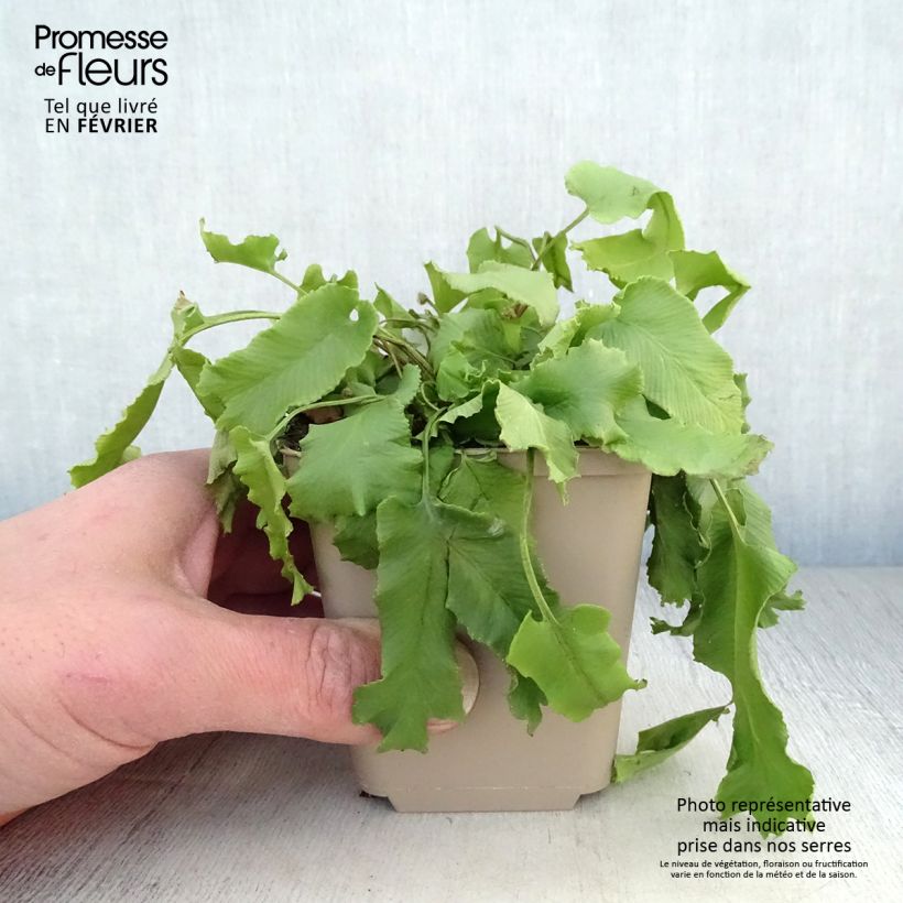 Asplenium scolopendrium Cristatum Group - Lingua di cervo Vasetto da 8/9 cm esemplare consegnato in inverno