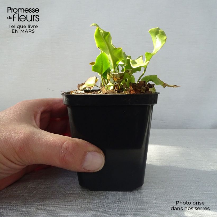 Asplenium scolopendrium Cristatum Group - Lingua di cervo Vasetto da 8/9 cm esemplare consegnato in primavera