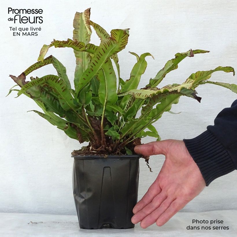 Asplenium scolopendrium Cristatum Group - Lingua di cervo Vaso da 2L/3L esemplare consegnato in primavera