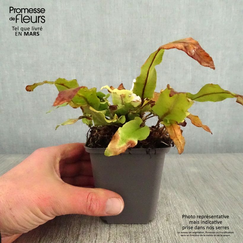 Asplenium scolopendrium Undulatum Angustatum - Lingua di cervo Vasetto da 8/9 cm esemplare consegnato in inverno