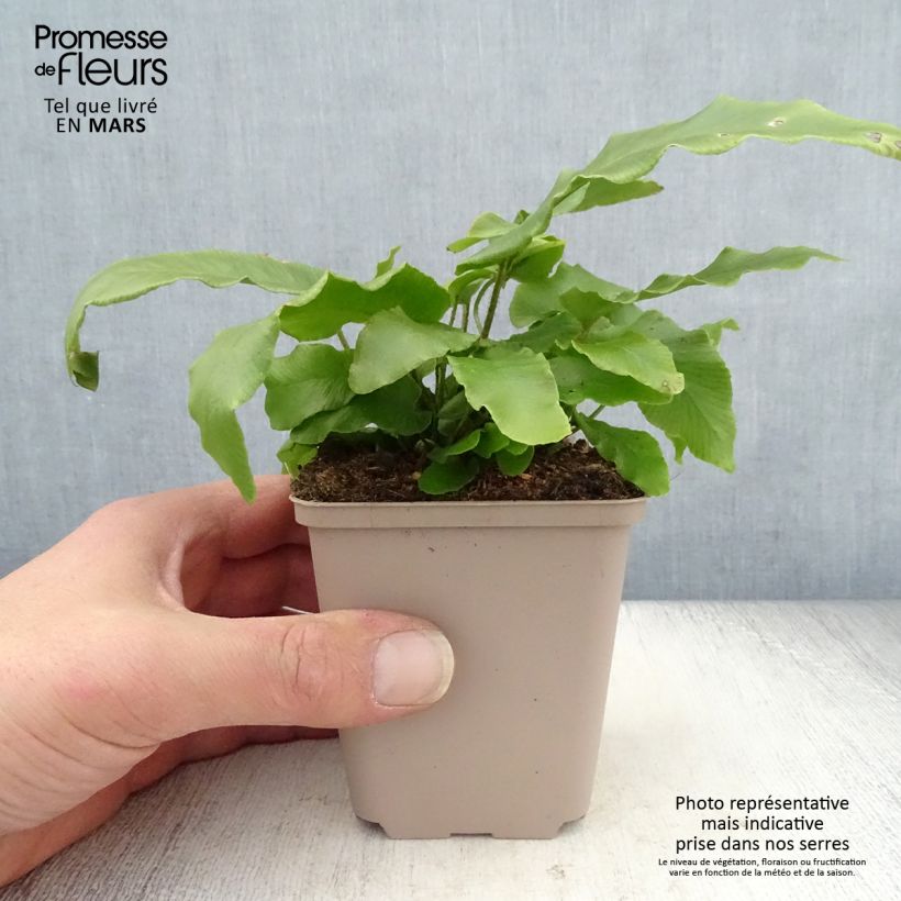 Asplenium scolopendrium Undulatum Angustatum - Lingua di cervo Vasetto da 8/9 cm esemplare consegnato in primavera