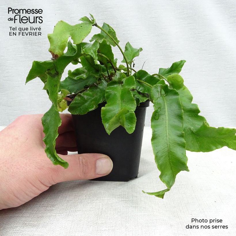 Asplenium scolopendrium Undulatum Group - Lingua di cervo Vasetto da 8/9 cm esemplare consegnato in inverno