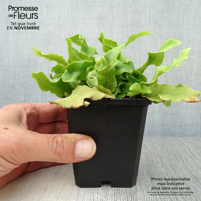 Esemplare di Asplenium scolopendrium Undulatum Group - Lingua di cervo Vasetto da 8/9 cm come consegnato in autunno