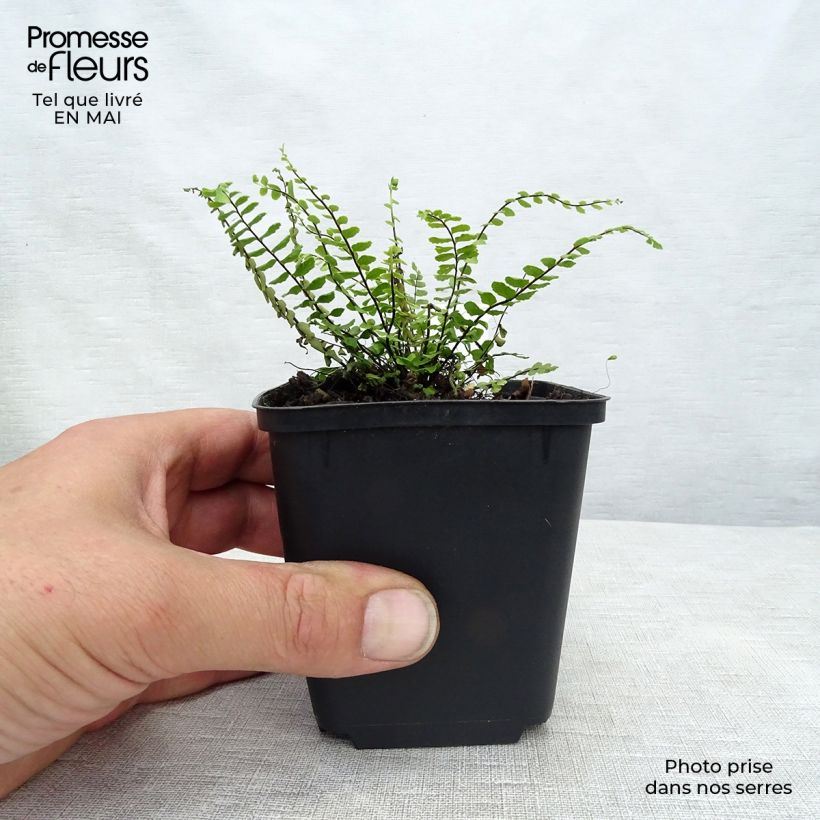 Asplenium trichomanes - Asplenio tricomane Vasetto da 8/9 cm esemplare consegnato in primavera