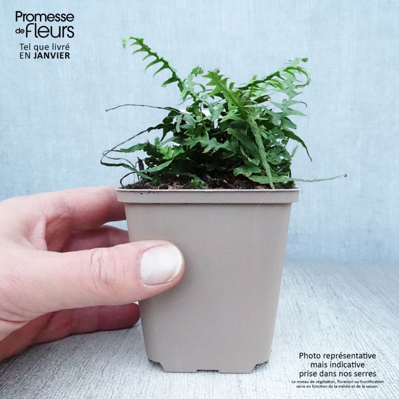 Asplenium ebenoides - Felce Vasetto da 8/9 cm esemplare consegnato in inverno