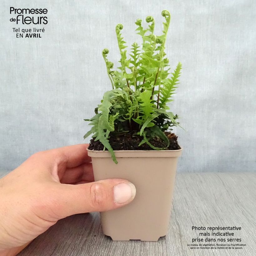 Asplenium ebenoides - Felce Vasetto da 8/9 cm esemplare consegnato in primavera