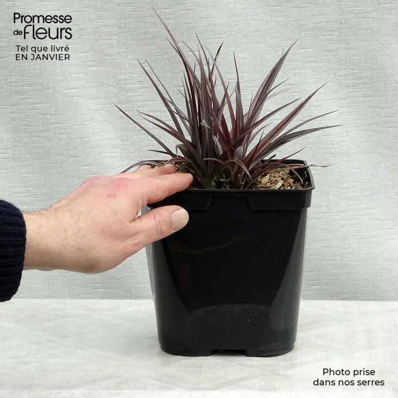 Astelia Red Shadow Vaso da 2L/3L esemplare consegnato in inverno