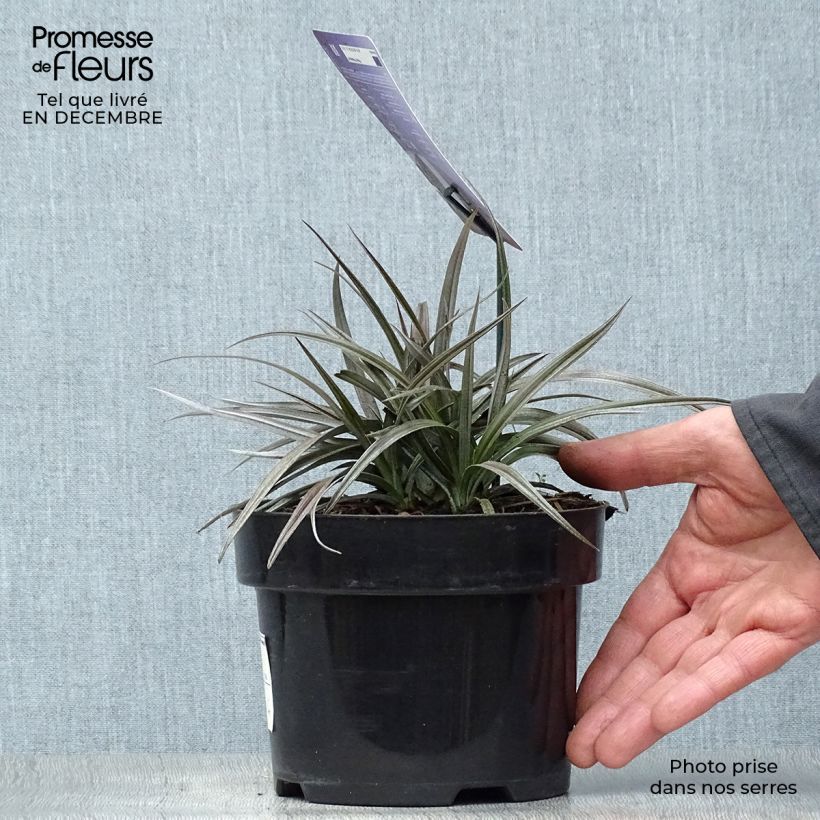 Astelia nivicola Red devil Vaso da 2L/3L esemplare consegnato in inverno