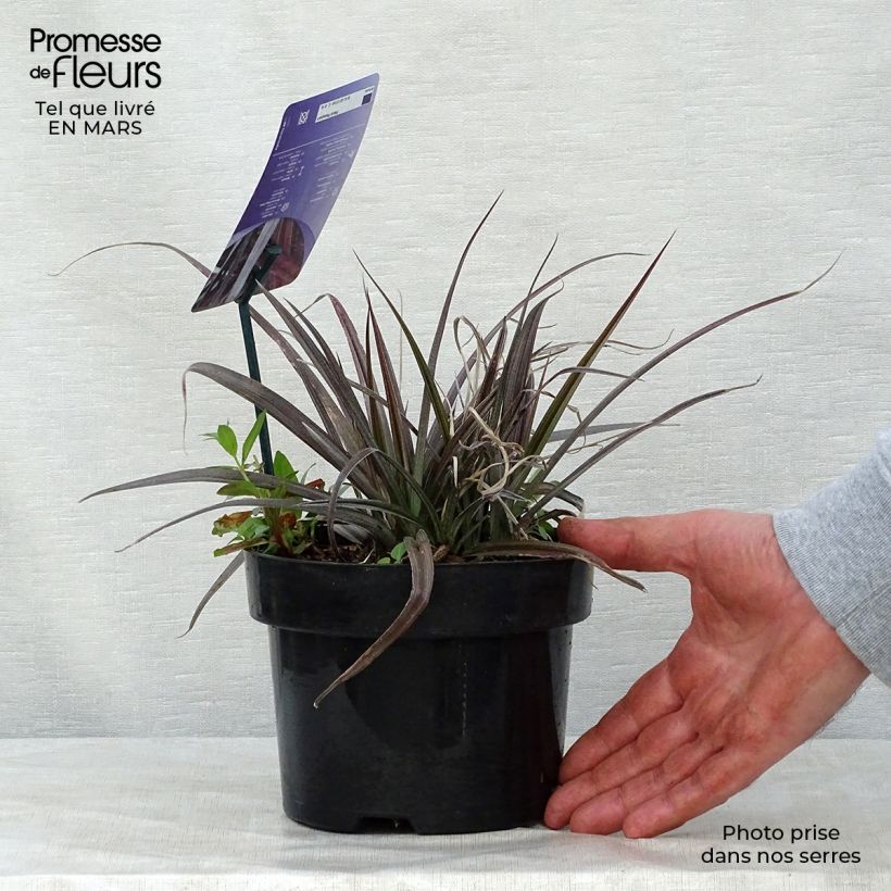 Astelia nivicola Red devil Vaso da 2L/3L esemplare consegnato in primavera