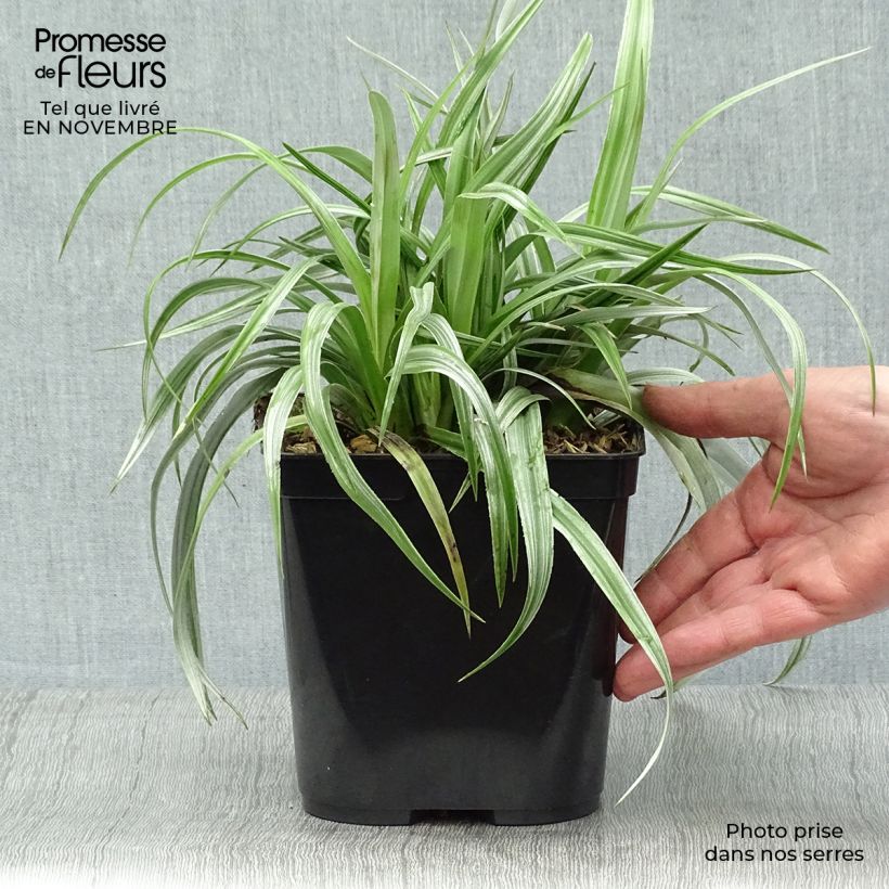 Esemplare di Astelia chathamica Silver Shadow Vaso da 2L/3L come consegnato in autunno
