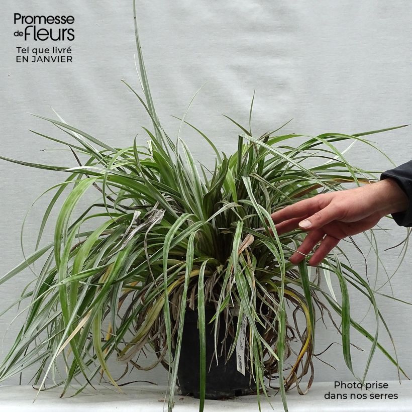 Astelia chathamica Silver Shadow Vaso da 2L/3L esemplare consegnato in inverno