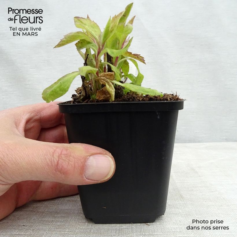 Aster ageratoides Eleven purple Vasetto da 8/9 cm esemplare consegnato in primavera