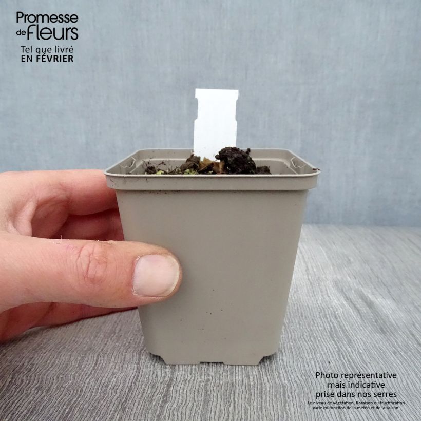 Aster ageratoides Eleven purple Vasetto da 8/9 cm esemplare consegnato in inverno