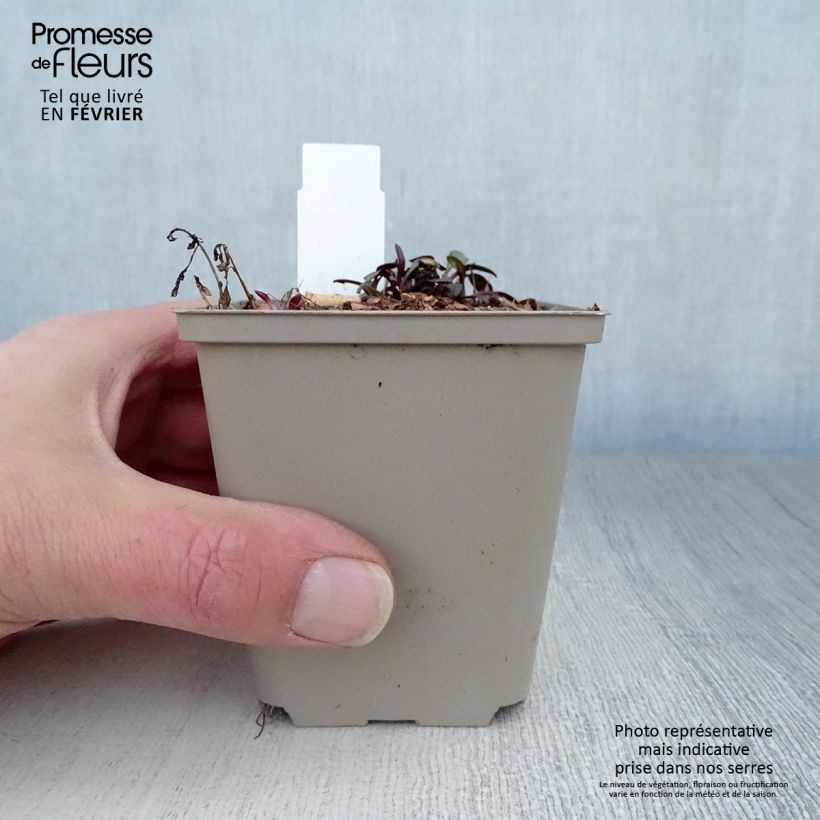 Aster Le Vasterival Vasetto da 8/9 cm esemplare consegnato in inverno