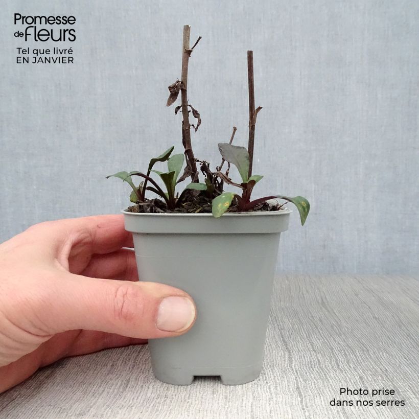 Aster novi-belgii Fellowship - Astro settembrino Vasetto da 8/9 cm esemplare consegnato in inverno