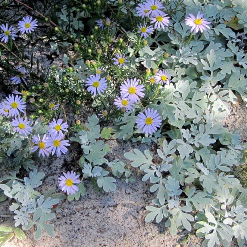 Aster linariifolius (Porto)