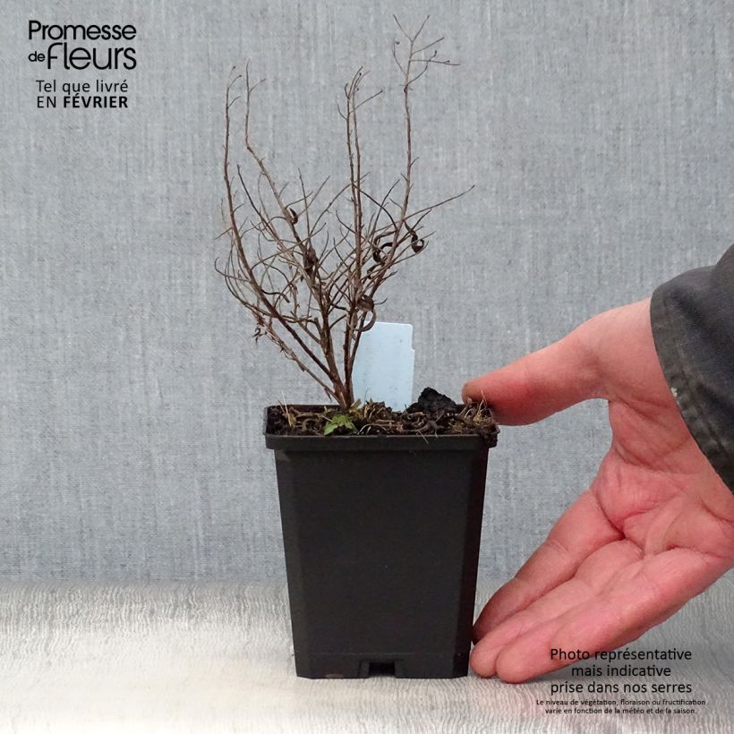 Aster sedifolius Vasetto da 8/9 cm esemplare consegnato in inverno