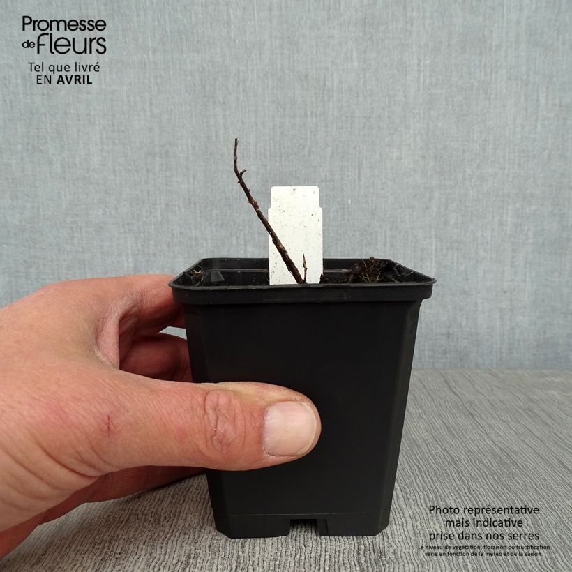 Aster sedifolius Vasetto da 8/9 cm esemplare consegnato in primavera