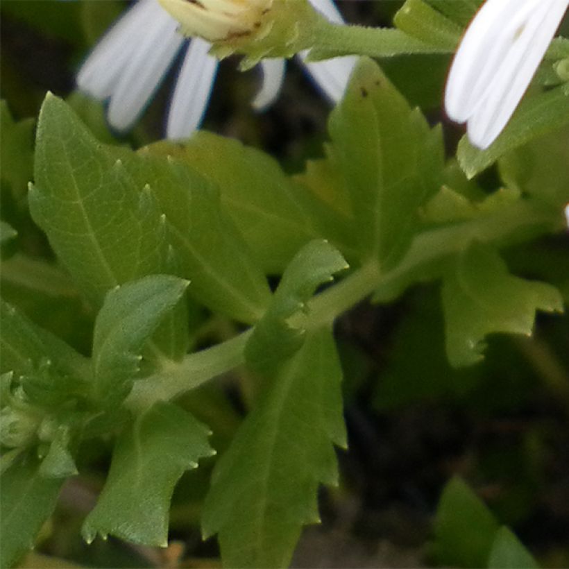 Aster ageratoides Ashvi (Fogliame)