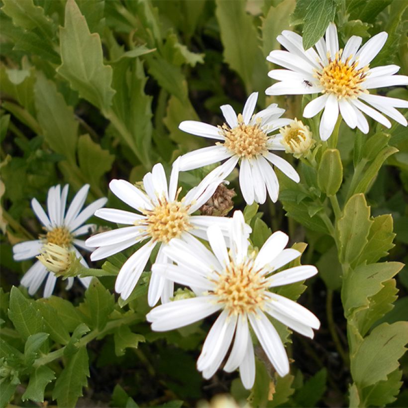 Aster ageratoides Ashvi (Fioritura)
