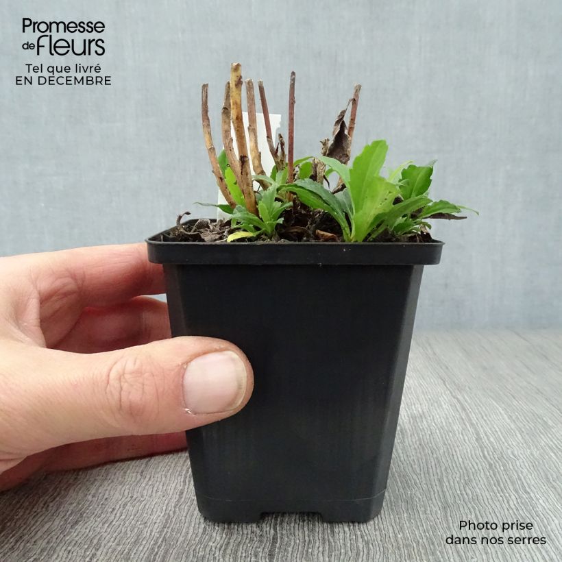 Aster ageratoides Ashvi Vasetto da 8/9 cm esemplare consegnato in inverno