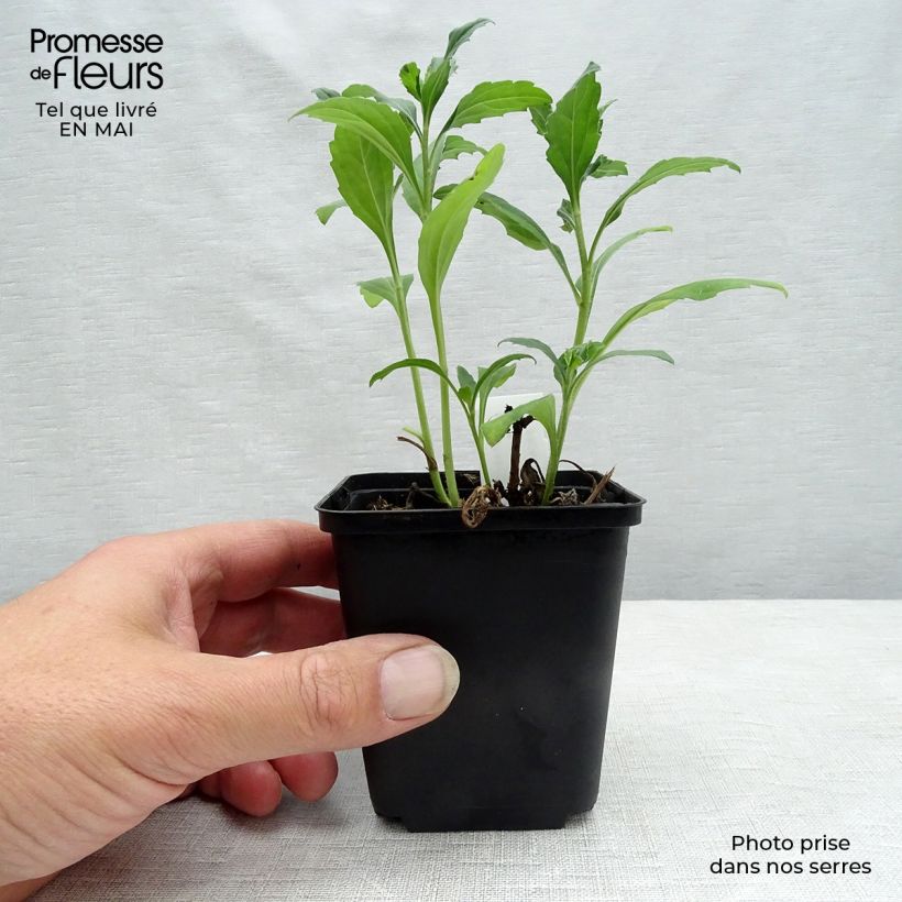 Aster ageratoides Ashvi Vasetto da 8/9 cm esemplare consegnato in primavera